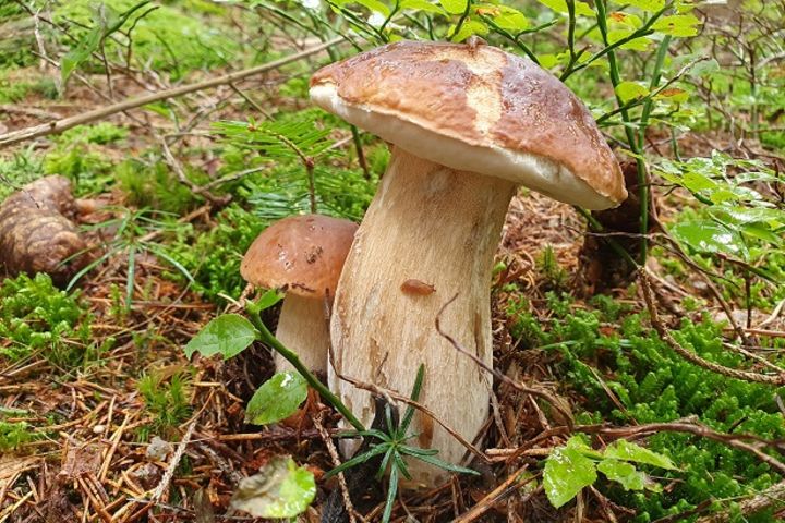 Herrenpilz