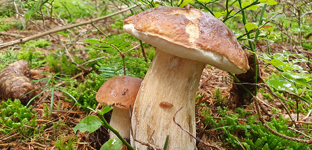 Das Wichtigste über unsere Schwammerln im Pilz-Folder der Stadt Graz